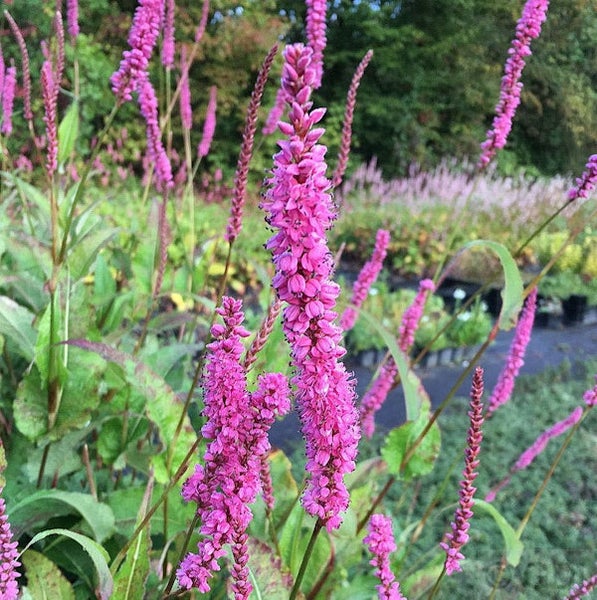 Blütenstand des Schlangen-Knöterichs im Garten.