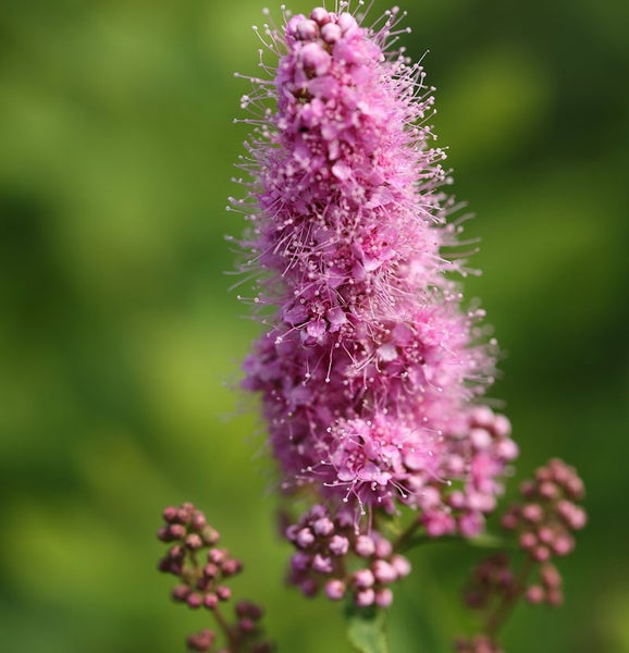 Nahaufnahme einer rosa Spiere mit kleinen Blüten