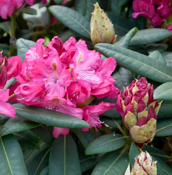 Nahaufnahme einer rosa blühenden Rhododendronpflanze mit grünen Blättern