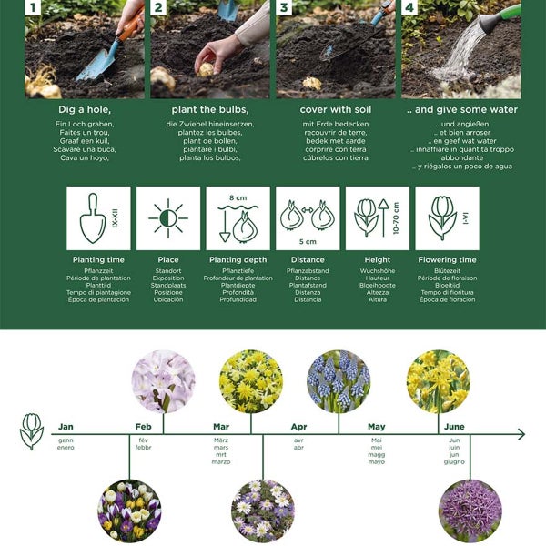 Bloomique - Mischung aus 100 - 6 Monate alten Blumen - Farbmischung - Mischung aus 7 Sorten - Blumenzwiebeln - Frühlingsblüte - Mehrjährige Pflanzen - Wächst von 5 bis 90 cm