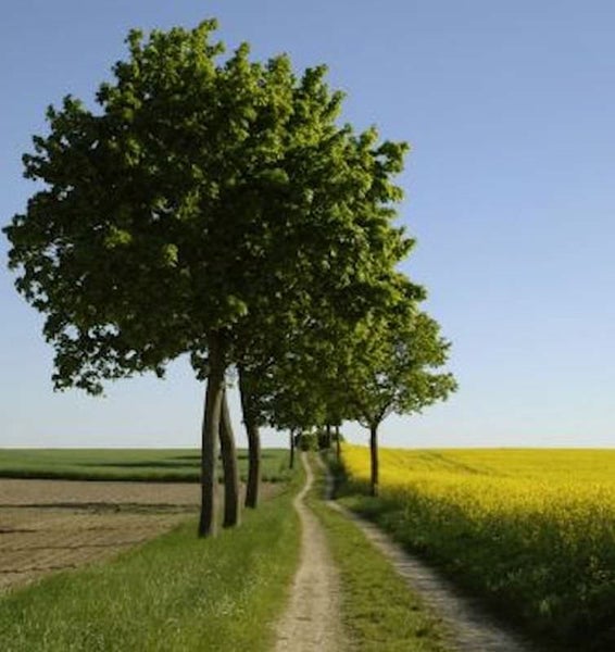 Feldweg gesäumt von Laubbäumen neben Ackerflächen