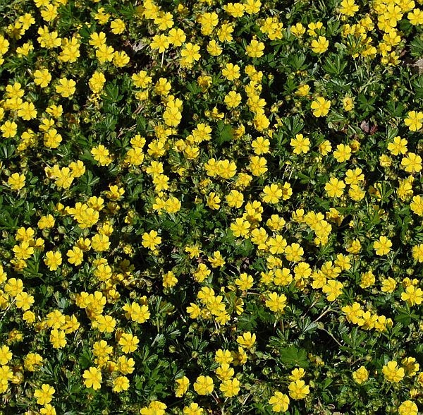 Teppich-Fingerstrauch mit gelben Blüten