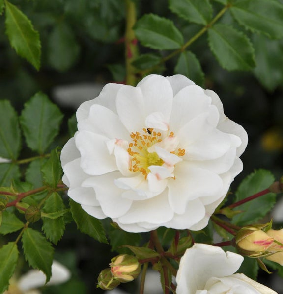 Nahaufnahme einer einzelnen weißen Rose mit grünen Blättern