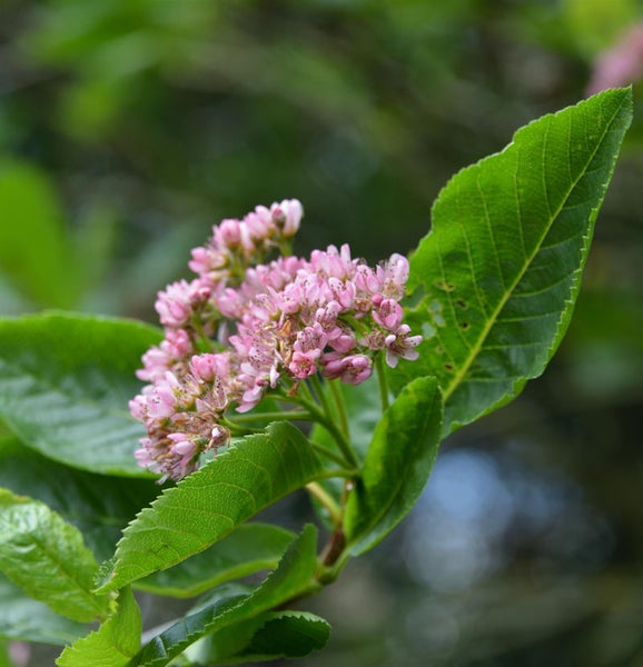 Nahaufnahme von rosa Blüten und grünen Blättern einer Felsenbirne