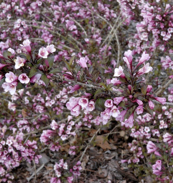 Blühender Weigelien Strauch im Garten.