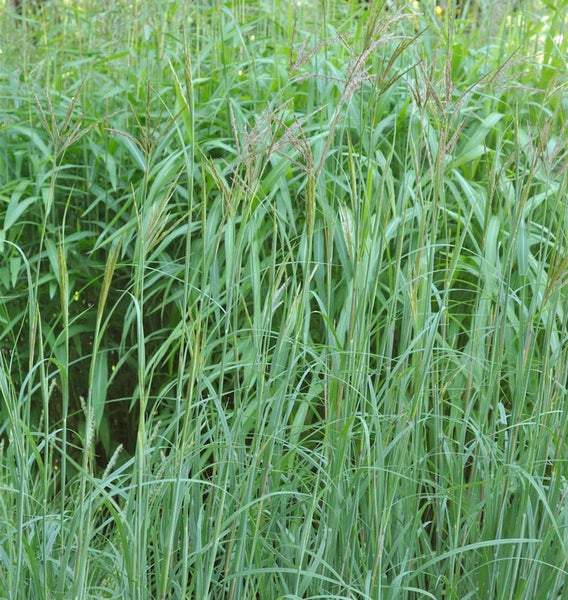 Hohes Ziergras im Garten