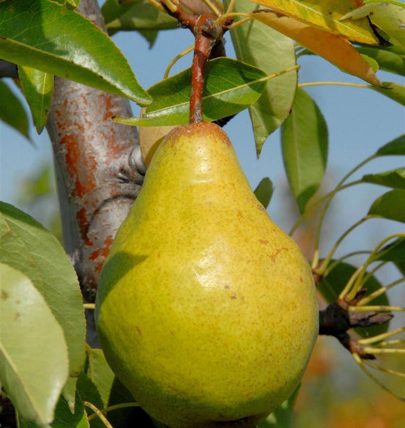 Reife Birne am Birnbaum