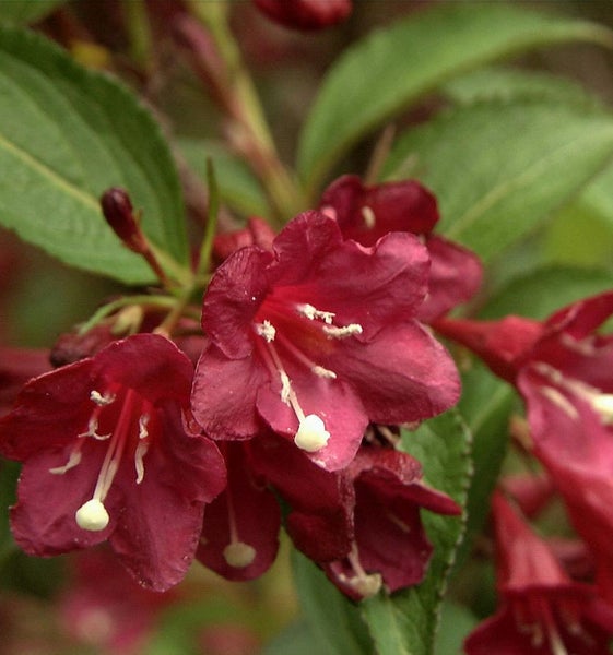Nahaufnahme von blühenden Weigelien im Garten