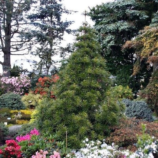 Japanische Schirmtanne im Garten zwischen anderen Büschen und Blumen