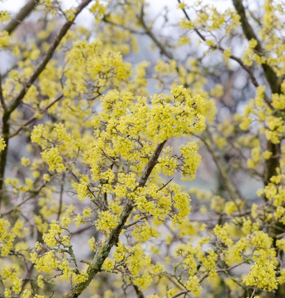 Blühender Kornelkirschbaum mit gelben Blüten