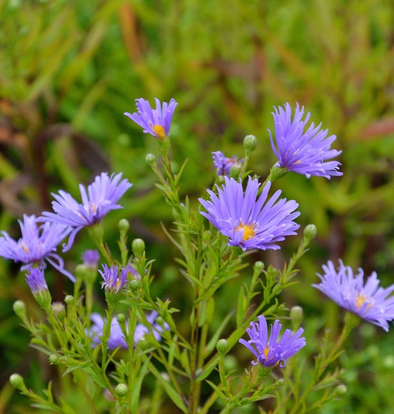 Violette Raublattastern mit gelben Blütenkörbchen
