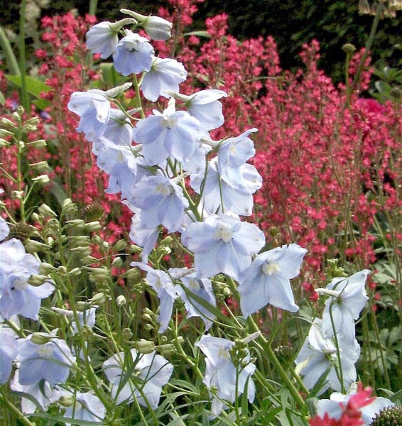 Blütenstände im Garten mit Rittersporn und Heuchera