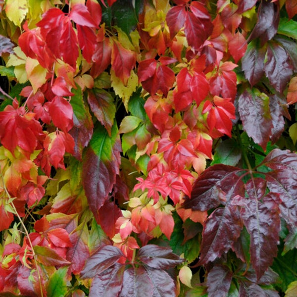 Bloomique - Parthenocissus Quinquefolia Engelmannii - Wildrebe - Kletterpflanzen - Gartenpflanzen - Winterhart - Topf 15 cm - 70-80 cm hoch