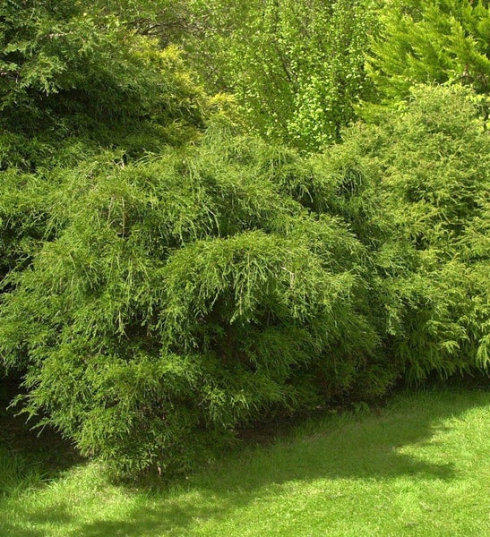 Lebensbaum als Hecke im Garten