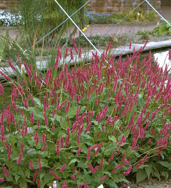 Garten mit Ampferknöterich Pflanzen