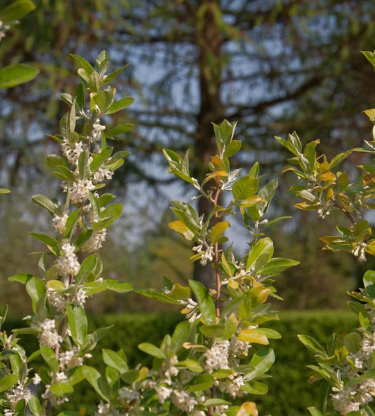 Ölweide mit Blättern und Blüten