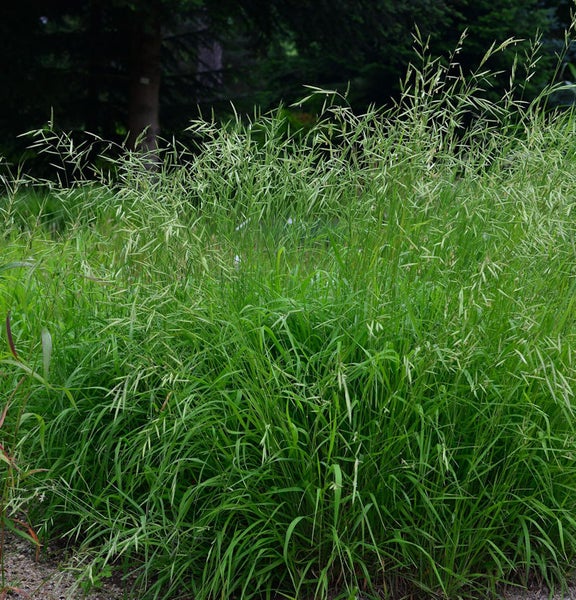 Hohes Ziergras im Garten