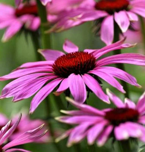 Nahaufnahme von Purpursonnenhut Blumen