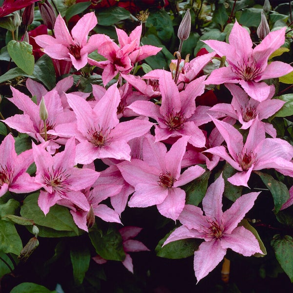 Bloomique - 2er-Set - Clematis Hagley Hybrid - Waldrebe - Rosa - Kletterpflanzen - Gartenpflanzen - Winterhart - Topf 15 cm - 70-80 cm hoch
