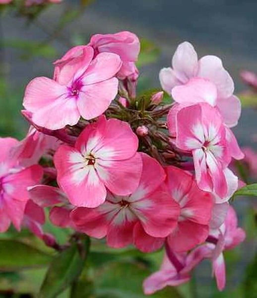 Nahaufnahme von rosa Phloxblüten