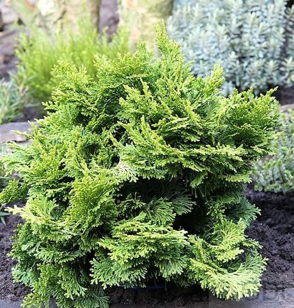 Zypresse Chamaecyparis obtusa Nana Gracilis im Garten.
