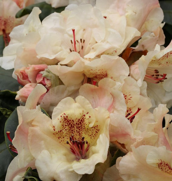 Nahaufnahme von Rhododendronblüten