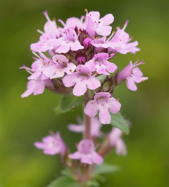 Blühender Thymian für den Garten