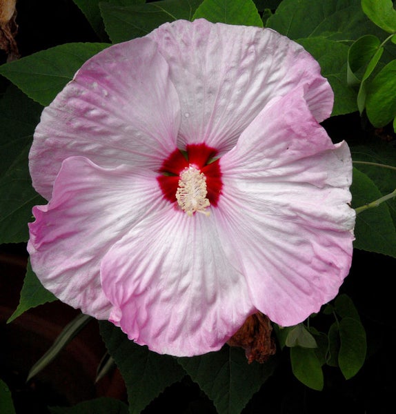 Nahaufnahme einer rosa Hibiskusblüte im Garten
