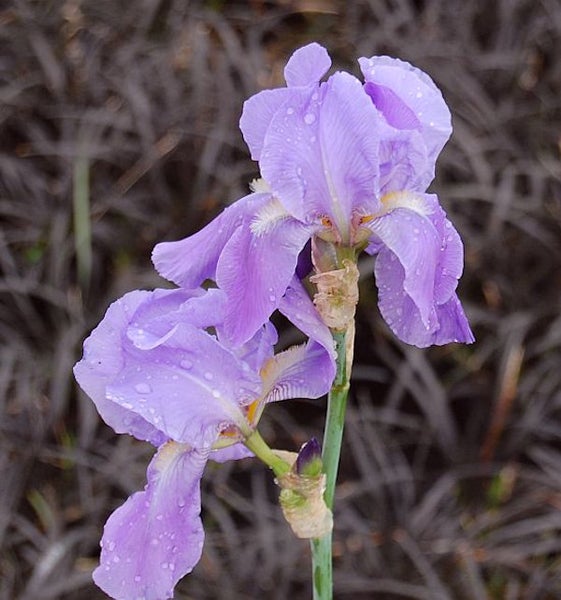 Nahaufnahme einer lila Schwertlilie mit Wassertropfen
