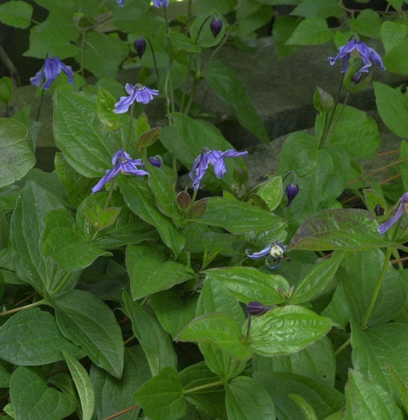 Kletterpflanze mit blauen Blüten und grünen Blättern.