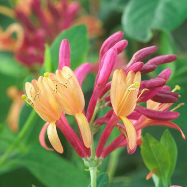 Bloomique - 2er-Set - Lonicera Heckrottii Goldflame - Geißblatt - Rot, Gelb - Kletterpflanzen - Gartenpflanzen - Winterhart - Topf 15 cm - 70-80 cm hoch