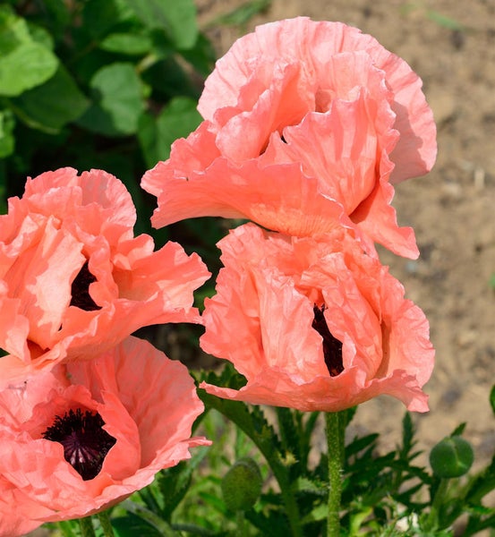 Nahaufnahme von rosa Mohnblumen mit dunklen Zentren