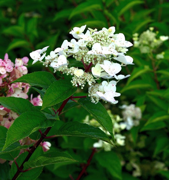 Rispenhortensie mit weißen Blüten und grünen Blättern