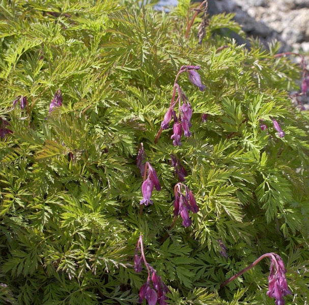 Tränendes Herz Pflanze mit grünen Blättern und violetten Blüten