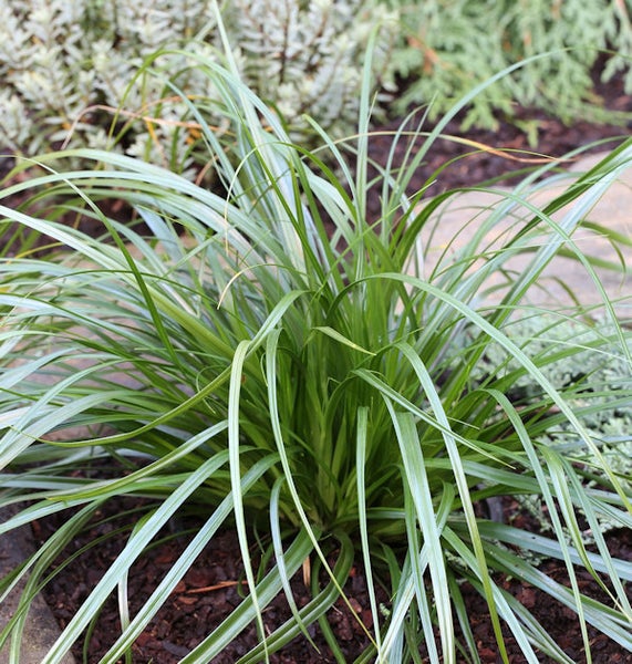 Grünes Ziergras im Gartenbeet
