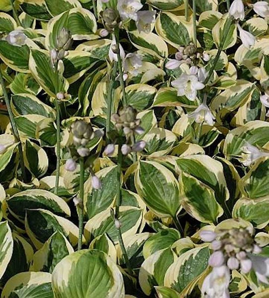 Funkien mit Blättern und Blüten