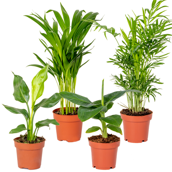 4x Stylischer Zimmerpflanzen-Mix - Chamaedorea-Dypsis-Musa-Strelitzia - Luftreinigend - ⌀12 cm - 20-45 cm