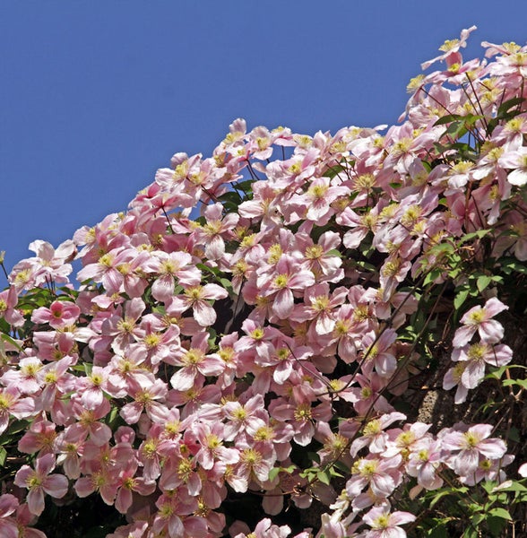 Kletterpflanze Clematis mit rosa Blüten