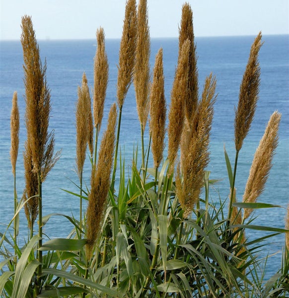Pampasgras mit Meerblick