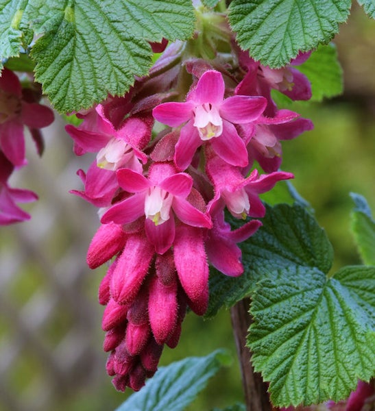 Blühende Zierjohannisbeere mit grünen Blättern