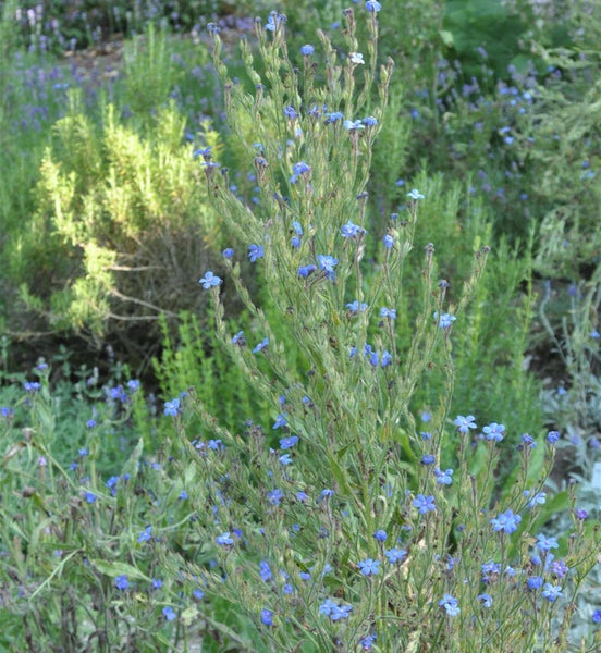Aufrecht wachsende Blatthorst-Pflanze mit kleinen blauen Blüten im Garten