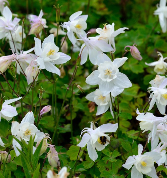 Nahaufnahme von weißen Akeleiblumen in einem Garten.
