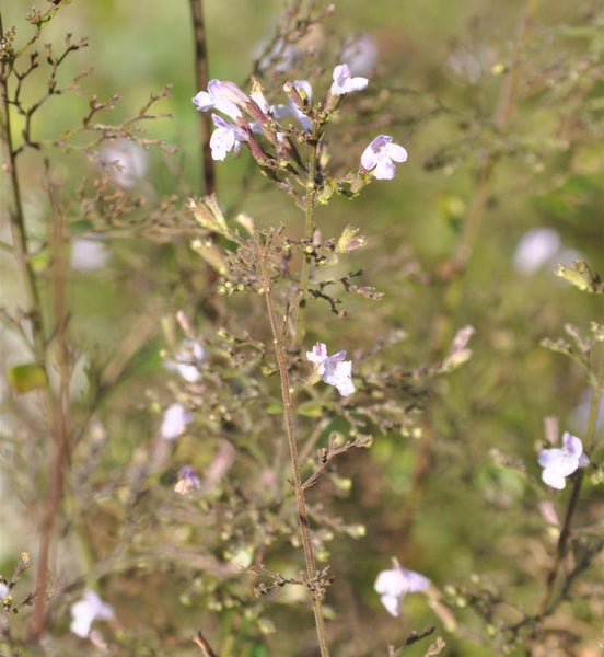 Nahaufnahme einer Nemesia-Pflanze mit zarten Blüten
