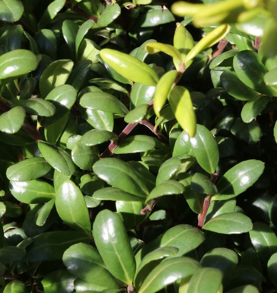 Nahaufnahme von Buchsbaumblättern