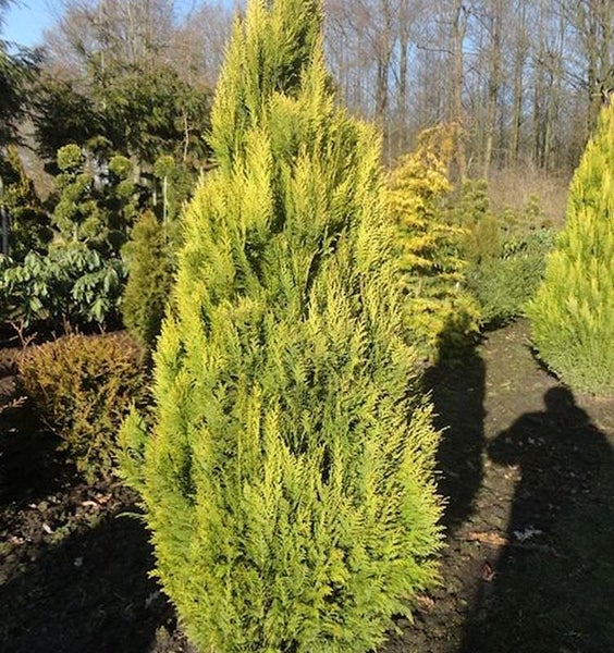 Gelbe Thuja Pflanze im Garten.