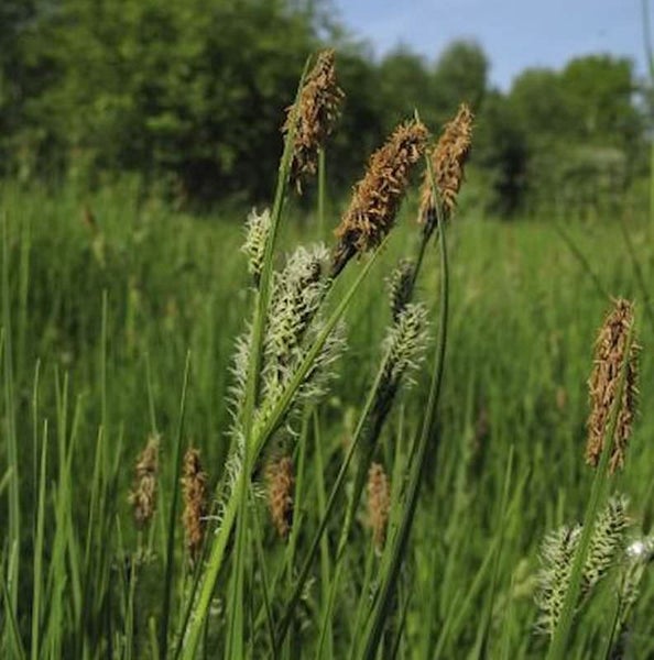 Nahaufnahme von Rasenbinsen im Freien