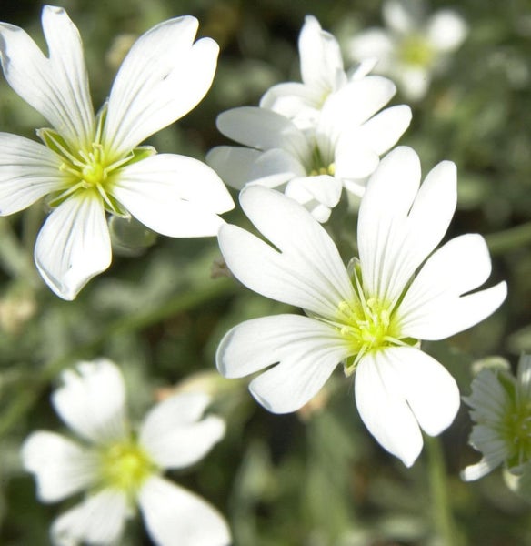 Nahaufnahme von blühendem, weißem Hornkraut