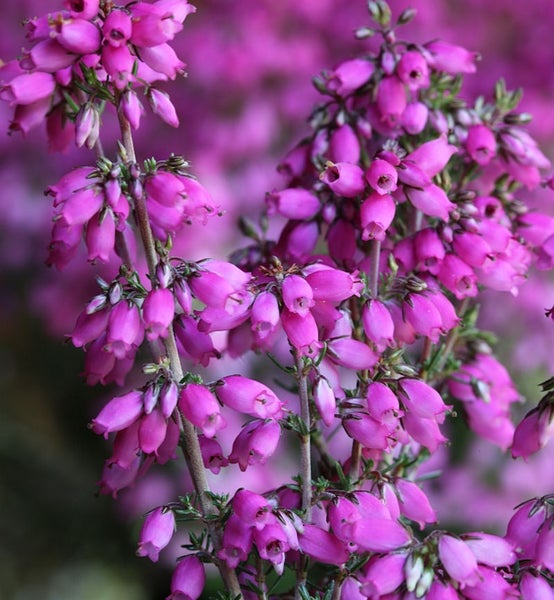 Nahaufnahme von Heidekrautblüten