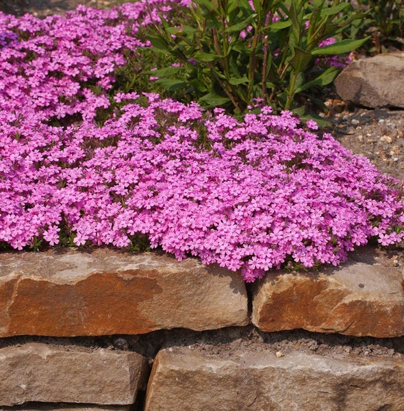 Blütenpolster mit Steinmauer im Garten
