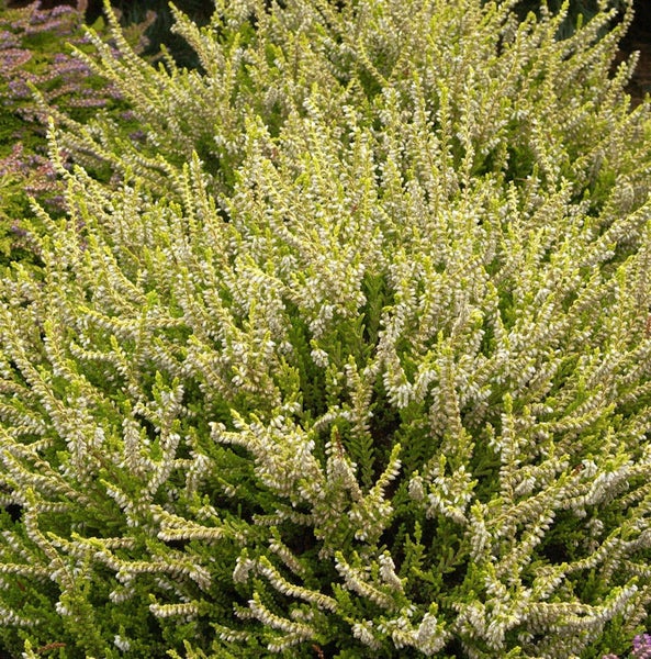 Detailaufnahme einer Besenheide Pflanze